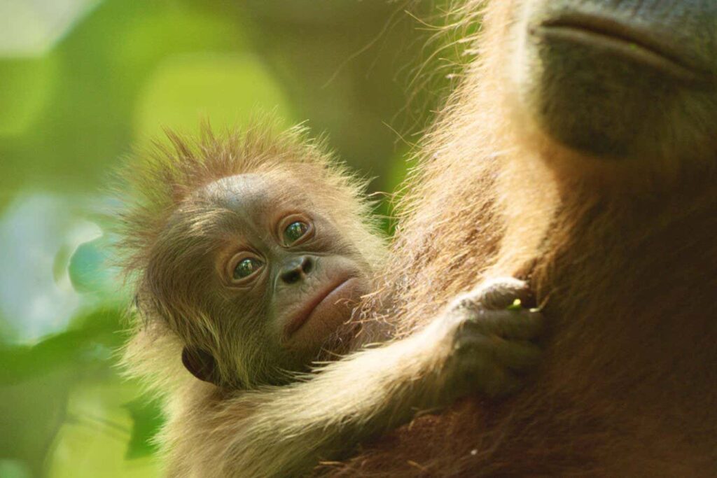 Netflix handout film still: Secret Lives of Orangutans. Orangutans are not just one of our closest relatives, they?re perhaps more relatable to us than any other great ape. Narrated by David Attenborough, this film follows a remarkable group of orangutans in the pristine jungles of Sumatra. At the centre of this story is 8 year old Eden, who?s about to embark on the most challenging moment of her life.