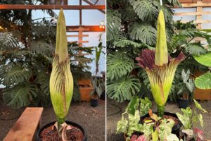 Amorphophallus Titanum Derek Powazek https://www.instagram.com/p/C9ttlQjusoG/