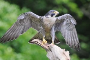 ET6KG3 A Peregrine Falcon , Falco peregrinus, one of the worlds fastest birds