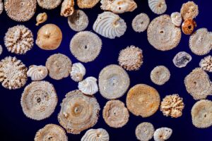 Foraminifera, shells, debris. Mediterranean sea.